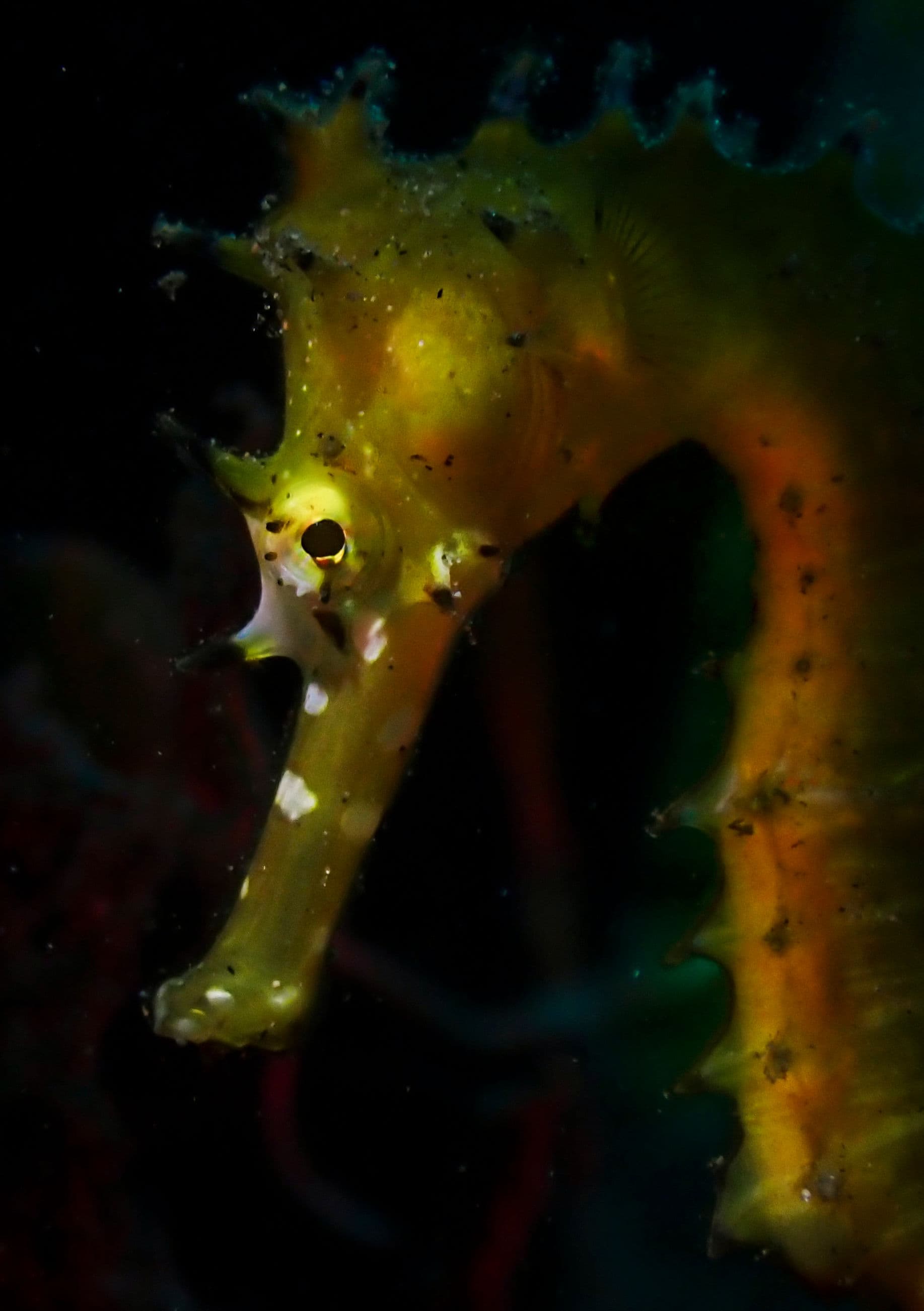 Competition - FPO Entry